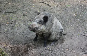 Ogród zoologiczny w Opolu