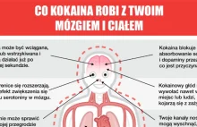 Co kokaina robi z ludzkim mózgiem i ciałem?