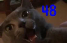 Smieszne koty #48