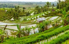 Jatiluwih - najpiękniejsze pola ryżowe na Bali - Szukając Końca Świata