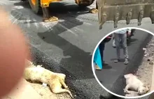 Robotnicy wybudowali ulicę na śpiącym psie. Zwierzak umierał w agonii...