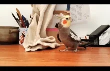 Smieszne wpadki z papugami