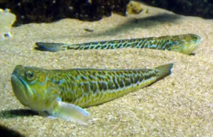 Ostrosz drakon - bardzo jadowita ryba, która pojawia się w Bałtyku.