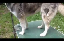 Husky fur removing