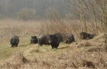 Urzędnicy z Dopiewa k/Poznania poszukują właściciela stada świń wietnamskich