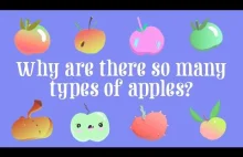 Dlaczego mamy tak wiele odmian jabłek i skąd się one biorą?