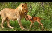 Lew ratuje cielę od innego ataku lwów