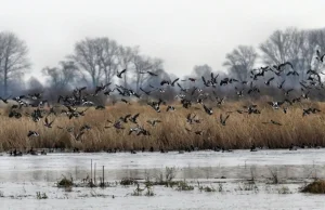 Ornitolog: ptaki pozostające na zimę to coraz powszechniejsze zjawisko