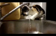 KOTEK BAWI SIĘ WODĄ (funny kitty plays with water)