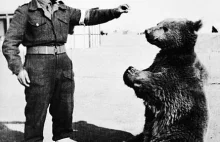 Business Insider o Wojtku - niedźwiedziu, który służył w polskiej armii!