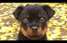 Cute Rottweiler Puppies...