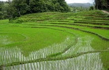 Rozpoczęto uprawy ryżu "farmaceutycznego" z ludzkimi genami