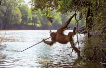 Orangutan łowi ryby włócznią