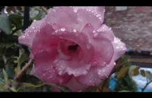 Wieczorna róża w kroplach deszczu