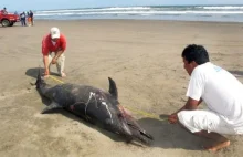 Peru: rozwiązano zagadkę dziwnych zgonów delfinów