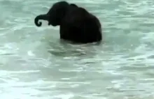 Słoniątko pierwszy raz bawi się w morzu.