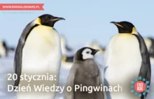 20 stycznia - Dzień wiedzy o pingwinach