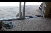 Dziki królik spotyka domowego :)