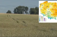 Morawiecki o suszy:na pewno nie powiemyNigdy rolnikom,że trzeba się ubezpieczyć