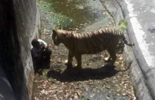 Śmierć na własne żądanie. Tygrys zabił maturzystę w zoo. Film