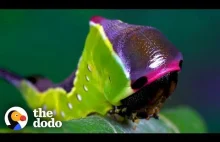 Jak gąsiennica zmienia się w puchatą ćmę