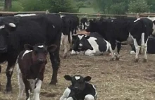 Deszczno: Adoptuj i uratuj. Krowy czekają na nowych właścicieli