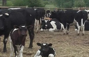 Deszczno: Adoptuj i uratuj. Krowy czekają na nowych właścicieli