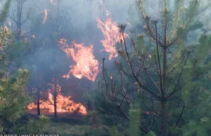 Płonie las pod Koszalinem. Strażacy alarmują: katastrofalna sytuacja w Polsce.