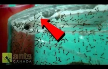 Mrówki planują ucieczkę!