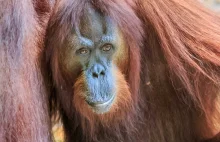 Przez 6 lat orangutankę zmuszano do prostytucji w domu publicznym