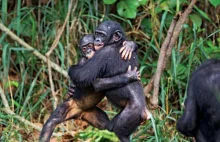 Ile wspólnego mamy z bonobo