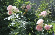 Ogród: Różany ogród