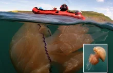 Meduzy-olbrzymy płyną do brytyjskiego wybrzeża