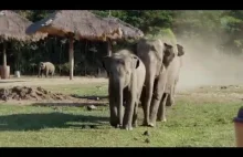 Słonie idące na przywitanie