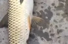 Chińska ryba z "ptasią" głową.