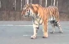 Tygrys syberyjski na ulicy w Rosji.