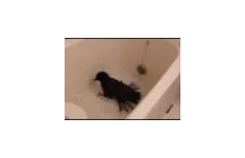 Kruk, który kocha kąpiele w wannie.
