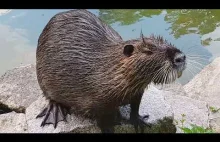 CIEKAWSKA NUTRIA - BIBERRATTE