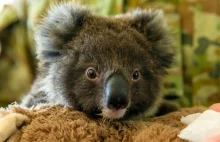 Australia płonie. W planach stworzenie specjalnej "arki" dla koali