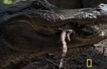 Aligator amerykański ma najsilniejszy uścisk szczęk ze wszystkich zwierząt,...