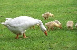 Foie gras (czyt: FŁAGRA) - lubisz, chcesz spróbować? Przeczytaj, jak to się robi