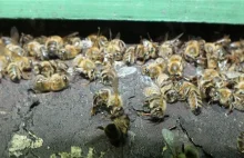Tragedia w pszczelich ulach. Policja bada sprawę