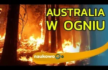 Pożary pustoszą Australię, fake newsy pustoszą internet!