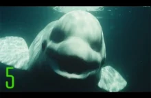 5 Creepiest Underwater Sounds Ever Recorded