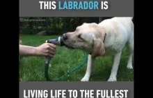 This Labrador Is Living Life To The Fullest