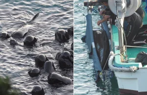 Rzeź delfiniej rodziny na wodach "cywilizowanej" Japonii