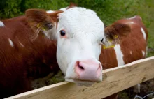 Ile gazów cieplarnianych emitują krowy?