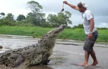Jak nie karmić krokodyla