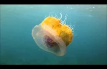 Zachwycające meduzy - zobacz, jak wyglądają