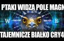 ZAGADKA SZÓSTEGO ZMYSŁU PTAKÓW WYJAŚNIONA? BIAŁKO CRY4